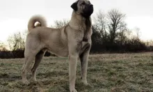 Kangal
