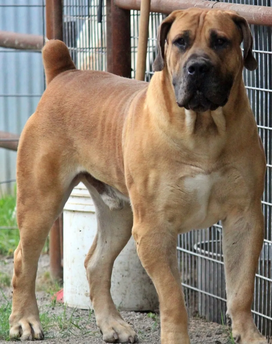 Boerboel